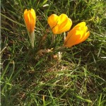 Photo of the day - 16th March 2021 - Early Spring Flowers
