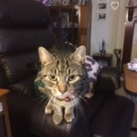 Pet of the Day - 12th March 2021 - My pets