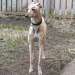 Pet of the Day - 10th March 2021 - Lennie