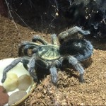 Pet of the Day - 13th March 2021 - Trixy