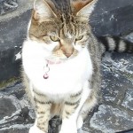 Pet of the Day - 15th March 2021 - Xena, the Warrioress cat