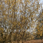 Photo of the Day - 17th March 2021 - Golden Catkins