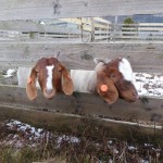 Photo of the day - 18th March 2021 - Friendly Goats