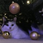 Pet of the Day - 17th March 2021 - It wasn’t me mum, they just fell off the tree!