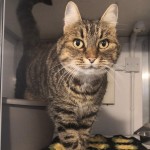 Pet of the Day - 19th March 2021 - Millie Moo