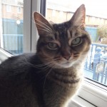 Pet of the Day - 20th March 2021 - Suzi paws