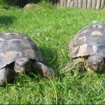 Pet of the Day - 21st March 2021 - Damien Edward and Sophie Louise