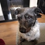 Pet of the Day - 22nd March 2021 - Bella