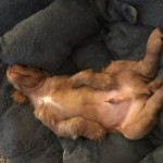 Pet of the Day - 23rd March 2021 - Chester