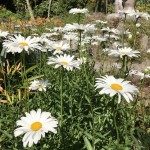 Photo of the day - 24th March 2021 - Daisy's