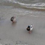 Photo of the day - 25th March 2021 - Two Knights by the Queen's Side