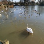 Photo of the day - 27th March 2021 - Swan