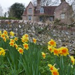 Photo of the day - 30th March 2021 - Daffodils