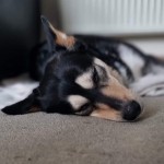 Pet of the Day - 25th March 2021 - Athena