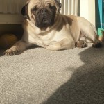 Pet of the Day - 26th March 2021 - Smudge our Pug ❤
