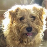 Pet of the Day - 27th March 2021 - Connie