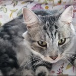 Pet of the Day - 28th March 2021 - Binky