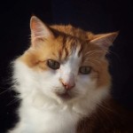 Pet of the Day - 29th March 2021 - Gilly