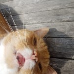 Pet of the Day - 30th March 2021 - Gary