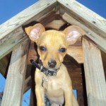 Pet of the Day - 31st March 2021 - Bambi