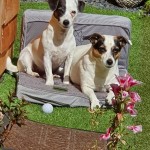 Pet of the Day - 1st April 2021 - My girls