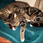Pet of the Day - 2nd April 2021 - Linden and Poplar