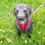 Pet of the Day - 4th April 2021 - Rosie