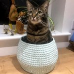 Pet of the Day - 5th April 2021 - Cat in a basket