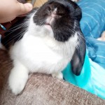 Pet of the Day - 6th April 2021 - Gizmo