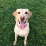 Pet of the Day - 7th April 2021 - Macy