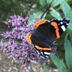 Photo of the day - 6th April 2021 - Butterfly