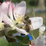 Photo of the Day - 21st May 2020 - BEE HAPPY