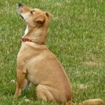 Pet of the Day - 8th April 2021 - Rosie