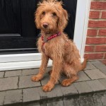 Pet of the Day - 9th April 2021 - Wilma
