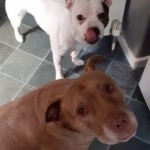 Pet of the Day - 10th April 2021 - pets of the day