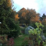 Photo of the day - 11th April 2021 - Autumn Leaves