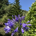 Photo of the day - 12th April 2021 - Agapanthus