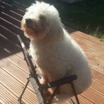 Pet of the Day - 11th April 2021 - Billy
