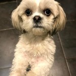 Pet of the Day - 12th April 2021 - My Dog Mia
