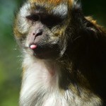 CAPTION THIS PHOTO? What on earth is going through the head of this monkey!