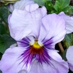 Photo of the day - 16th April 2021 - Purple Pansy