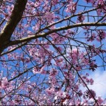 Photo of the day - 18th April 2021 - Cherry blossom