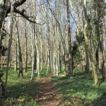 Photo of the day - 20th April 2021 - Bluebells