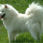 Pet of the Day - 15th April 2021 - Kizzie