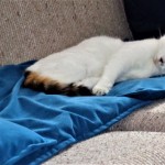 Pet of the Day - 16th April 2021 - Peaceful Penny