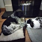 Pet of the Day - 18th April 2021 - Bella and her bestie Boe