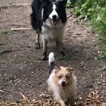 Pet of the Day - 19th April 2021 - Blue and little Dixie