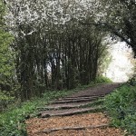 Photo of the day - 25th April 2021 - Filnore Woods Thornbury