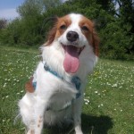 Pet of the Day - 20th April 2021 - A kooikerhond.