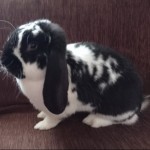 Pet of the Day - 23rd April 2021 - Splodge